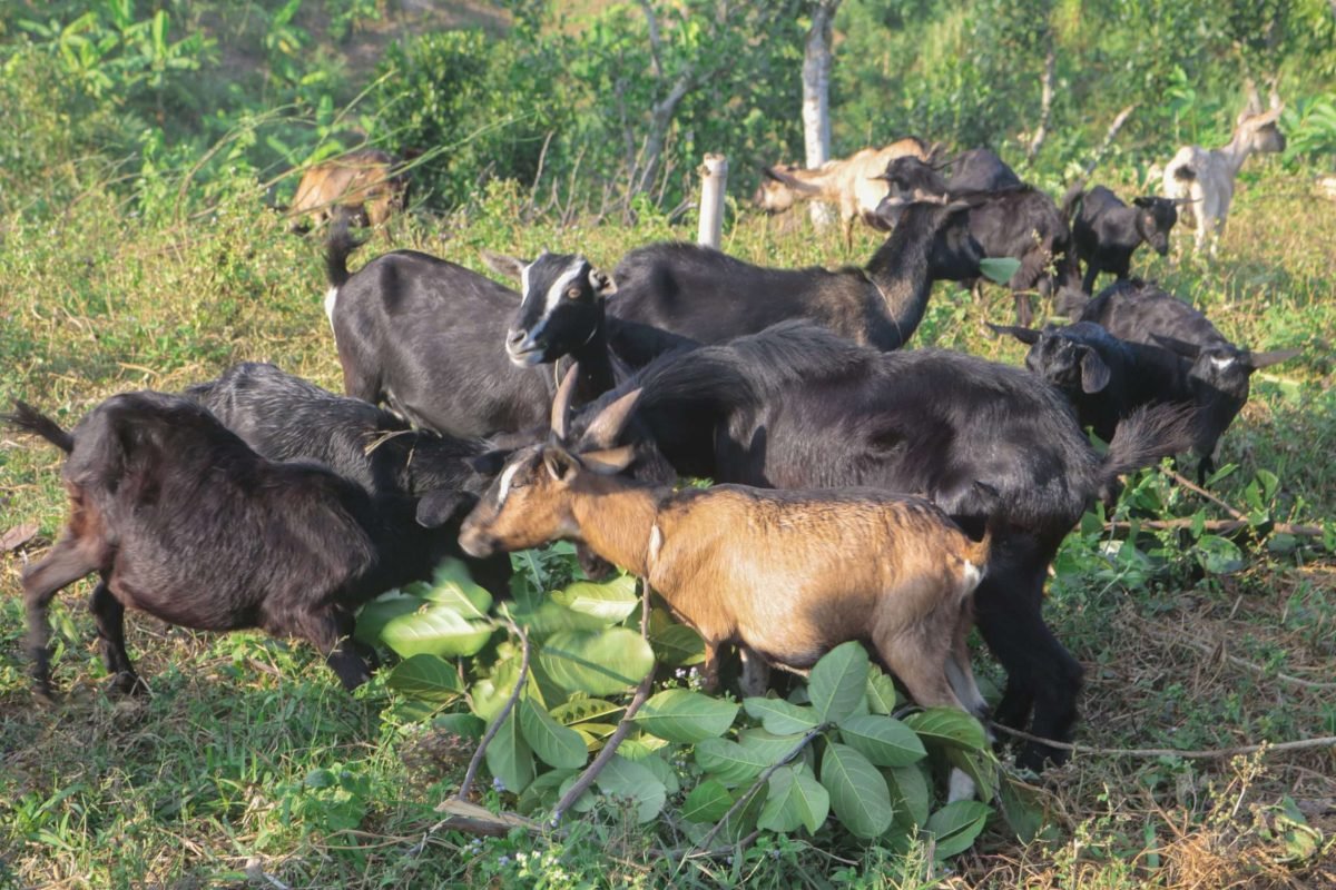 Black Bengal Goat 1